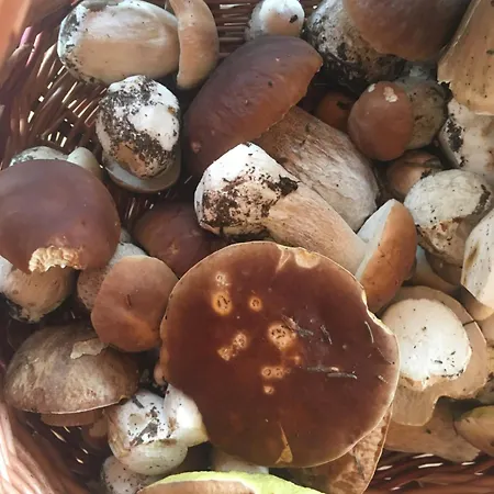 Apartmán Bielanska Ostoja *